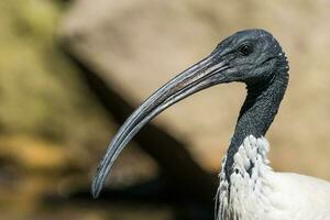 ibis blanc australien photo