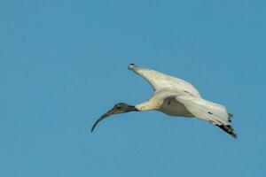 ibis blanc australien photo