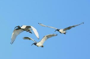 ibis blanc australien photo