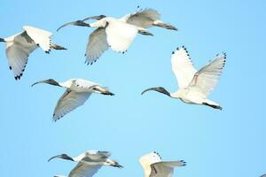 ibis blanc australien photo