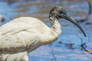 ibis blanc australien photo