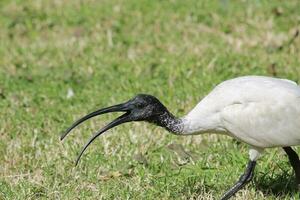 ibis blanc australien photo