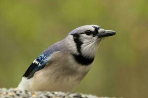 bleu geai dans Etats-Unis photo