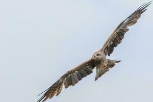 noir cerf-volant dans Australie photo