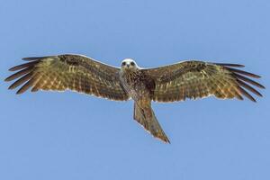 noir cerf-volant dans Australie photo