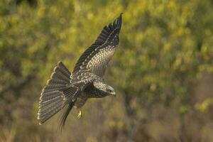 noir cerf-volant dans Australie photo