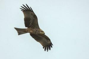 noir cerf-volant dans Australie photo