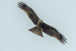 noir cerf-volant dans Australie photo