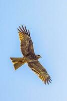 noir cerf-volant dans Australie photo