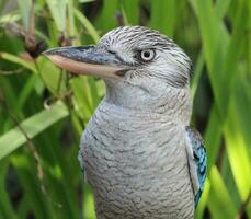 est bleu ailé kookaburra photo