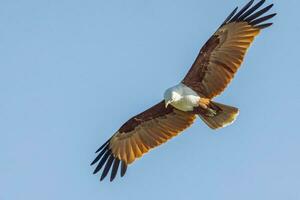 brahmane cerf-volant dans Australie photo