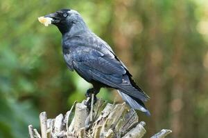 choucas corbeau dans Angleterre photo