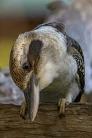 en riant kookaburra dans Australie photo