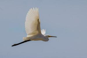 peu aigrette dans australasie photo