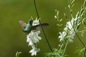 Colibri à gorge rubis photo