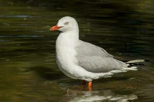 argent mouette dans Australie photo