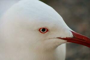 argent mouette dans Australie photo