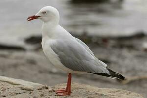 argent mouette dans Australie photo