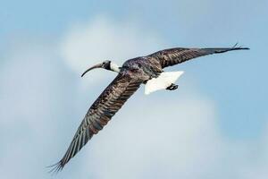 paille cou ibis photo