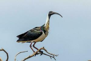 paille cou ibis photo