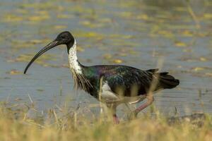 paille cou ibis photo