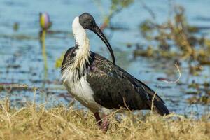 paille cou ibis photo