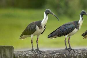 paille cou ibis photo