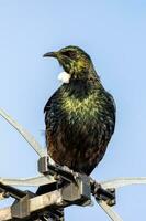 tui méliphage dans Nouveau zélande photo