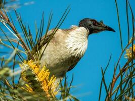 bruyant friarbird dans Australie photo