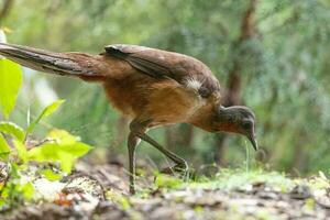 d'albert lyrebird dans Australie photo