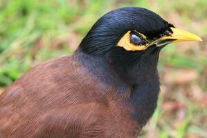 oiseau myna commun photo