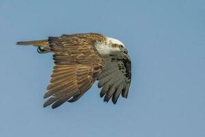 balbuzard le poisson Aigle photo