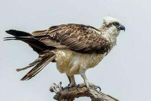 balbuzard le poisson Aigle photo