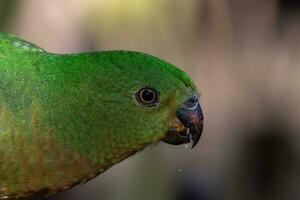 perroquet roi australien photo