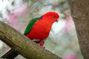 perroquet roi australien photo