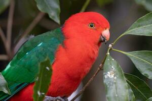 perroquet roi australien photo