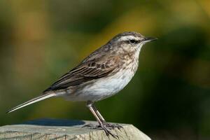 australien pipit dans Nouveau zélande photo