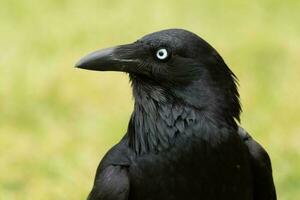 australien corbeau dans Australie photo