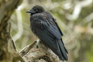 australien corbeau dans Australie photo