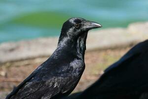 australien corbeau dans Australie photo