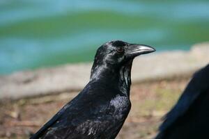 australien corbeau dans Australie photo