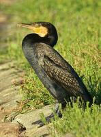 noir baiser cormoran dans Nouveau zélande photo