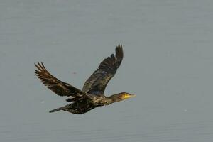 noir baiser cormoran dans Nouveau zélande photo