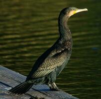 noir baiser cormoran dans Nouveau zélande photo