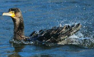 noir baiser cormoran dans Nouveau zélande photo