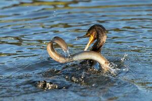 noir baiser cormoran dans Nouveau zélande photo