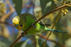 perruche perroquet dans Australie photo