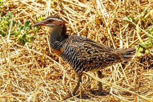 à bandes chamois rail dans australasie photo