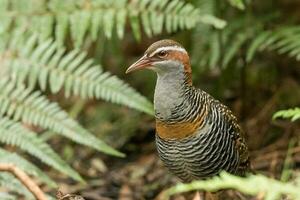 à bandes chamois rail dans australasie photo