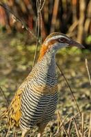 à bandes chamois rail dans australasie photo